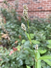 Persicaria pensylvanica