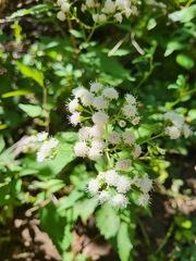 Ageratina altissima