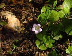 Hesperocodon hederaceus