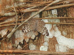 Hamadryas