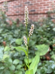 Persicaria pensylvanica