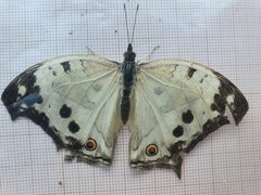 Protogoniomorpha parhassus