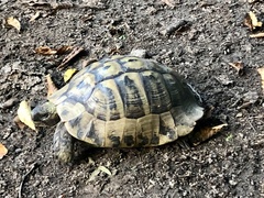 Testudo hermanni