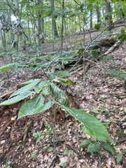 Litylenchus crenatae