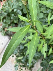 Persicaria pensylvanica
