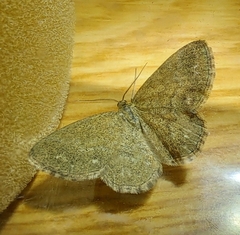 Scopula immorata