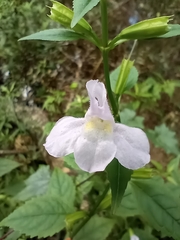 Mimulus alatus