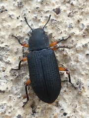 Haplandrus fulvipes