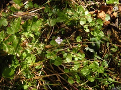 Hesperocodon hederaceus