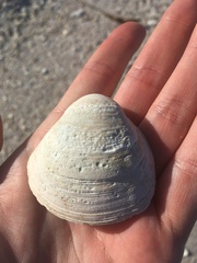 Polymesoda caroliniana