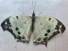 Protogoniomorpha parhassus