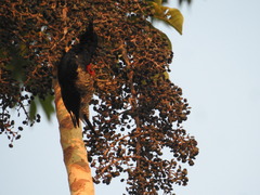 Melanerpes cruentatus