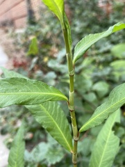 Persicaria pensylvanica