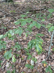 Litylenchus crenatae