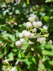 Ageratina altissima