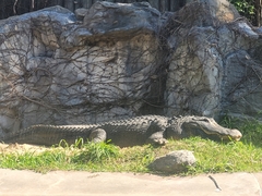Crocodylia