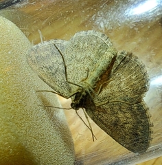 Scopula immorata