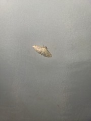 Blepharomastix ranalis