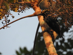 Melanerpes cruentatus