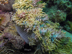 Phyllodiscus semoni