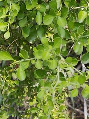 Condalia hookeri