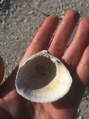 Polymesoda caroliniana