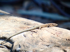 Podarcis virescens