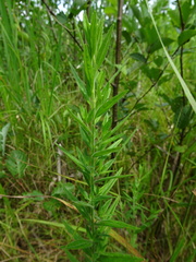 Epilobium strictum