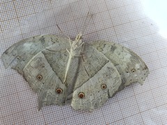 Protogoniomorpha parhassus
