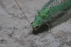 Pseudomallada prasinus