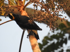 Melanerpes cruentatus
