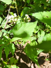Ageratina altissima