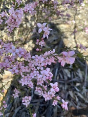 Cyanothamnus anemonifolius