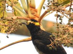 Melanerpes cruentatus