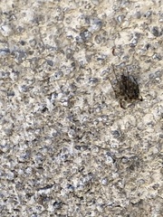 Parasteatoda tepidariorum