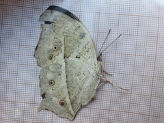 Protogoniomorpha parhassus