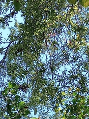 Quercus phellos