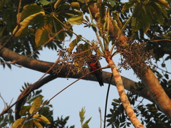 Melanerpes cruentatus