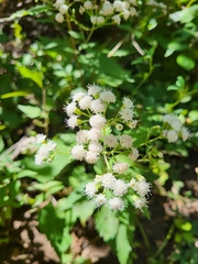 Ageratina altissima
