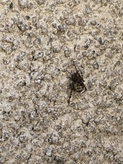 Parasteatoda tepidariorum