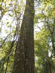 Quercus phellos