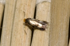 Nepticulidae