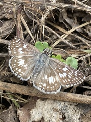 Burnsius communis