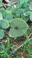 Asarum canadense