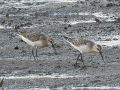 Calidris ferruginea