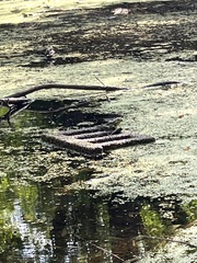 Lithobates catesbeianus