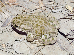 Bufotes turanensis