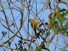 Icterus cucullatus