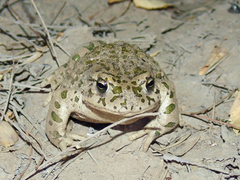 Bufotes turanensis