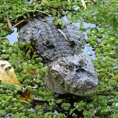 Caiman latirostris